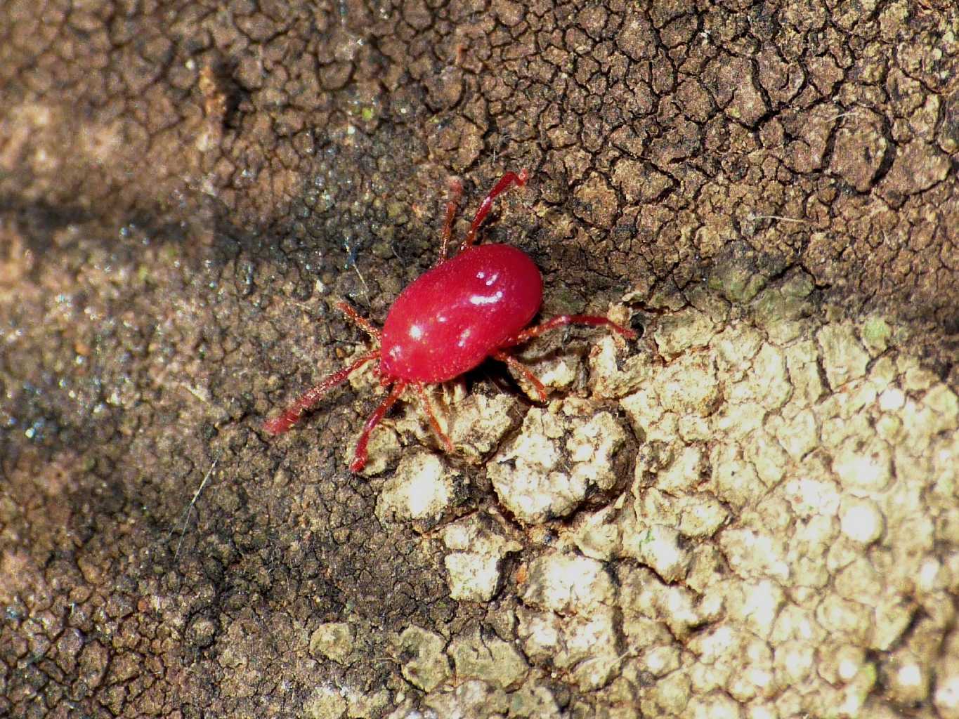 Podothrombium sp.? No. Erythraeidae - Tolfa (RM)